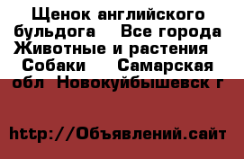 Щенок английского бульдога  - Все города Животные и растения » Собаки   . Самарская обл.,Новокуйбышевск г.